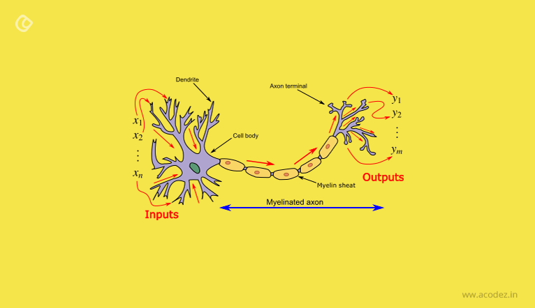 two real neurons as observed in nature